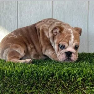 Arlo