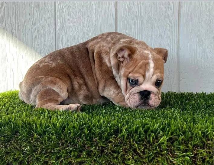 Arlo