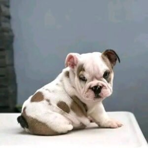 Baxter