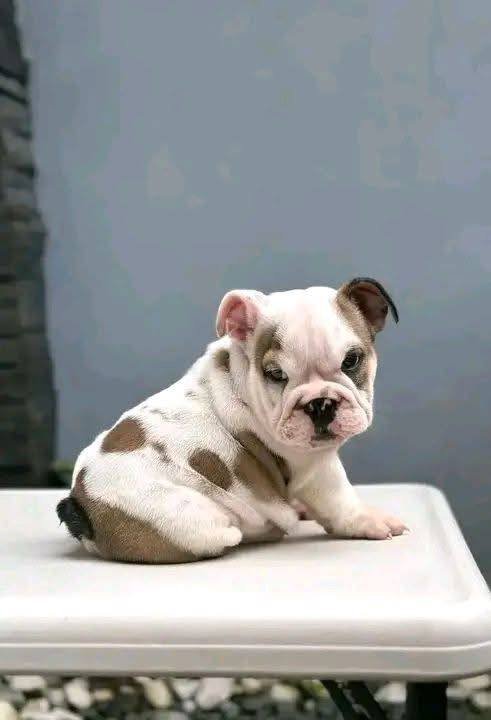Baxter