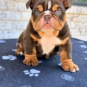 Bruno