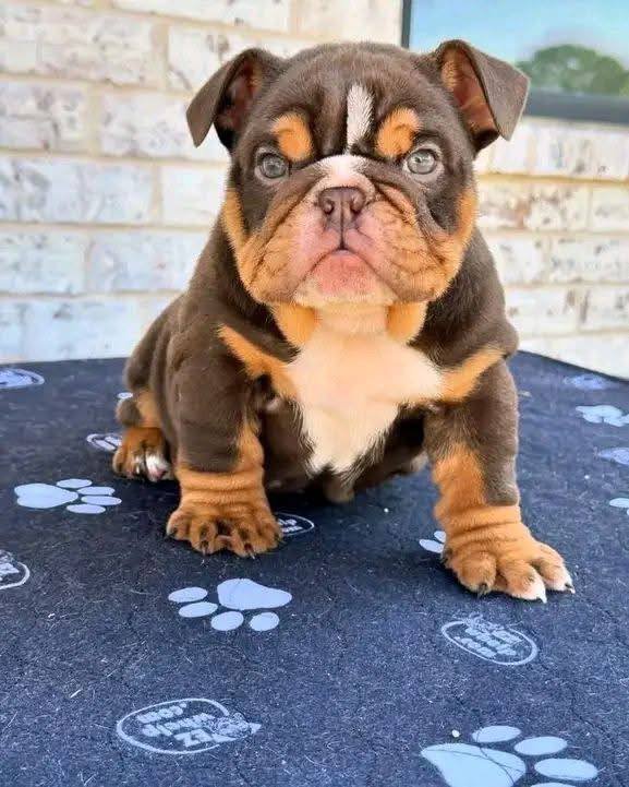 Bruno