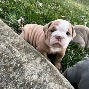Milo
