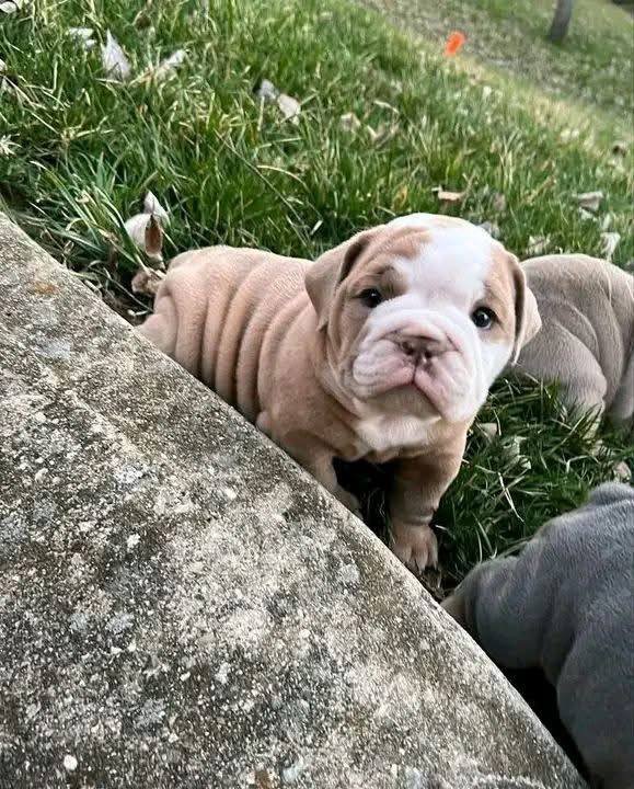 Milo